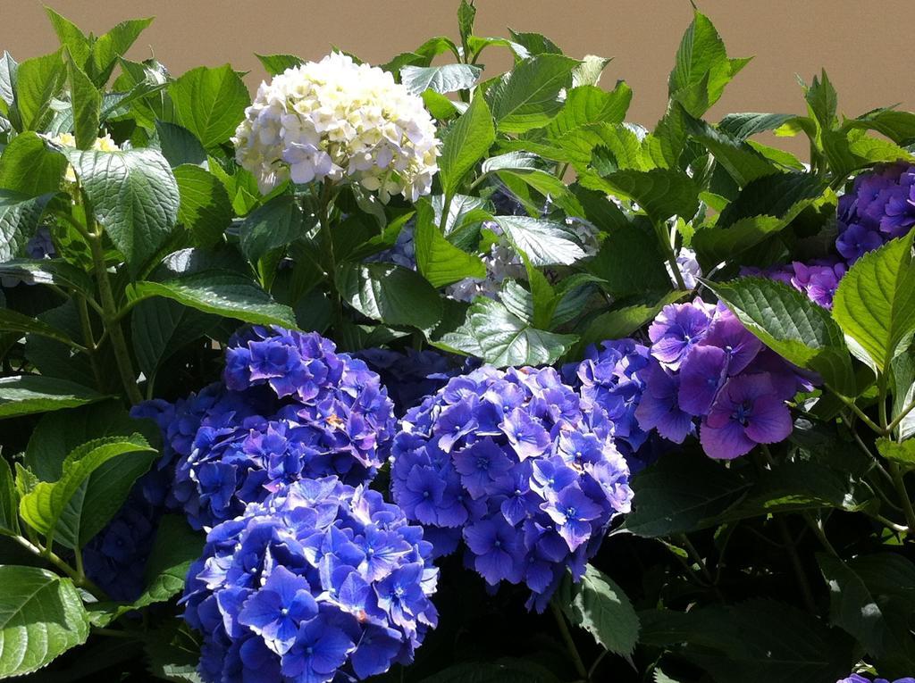 Astano Ca' Di Pincia B&B 외부 사진